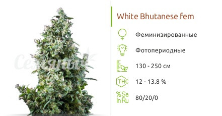 White-Bhutanese-fem-Mandala-seeds__FpT05iJjpB7Lzv7V.jpg