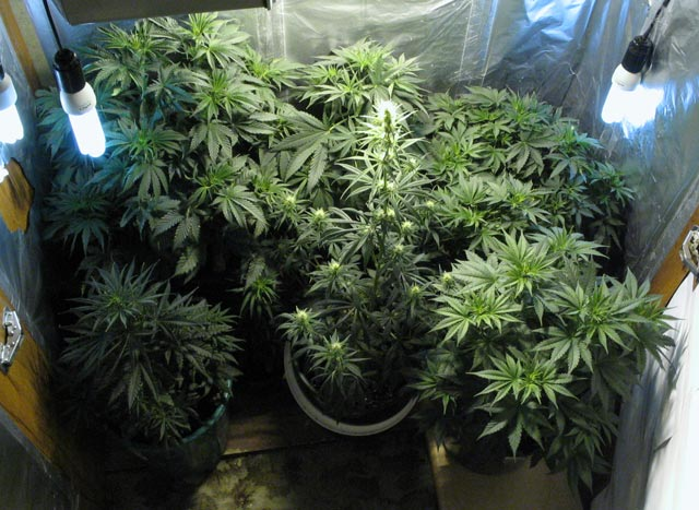 Конопля выращивание в саду мальдивы марихуана